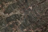 Polished Stromatolite (Inzeria) Slab - Million Years #129224-1